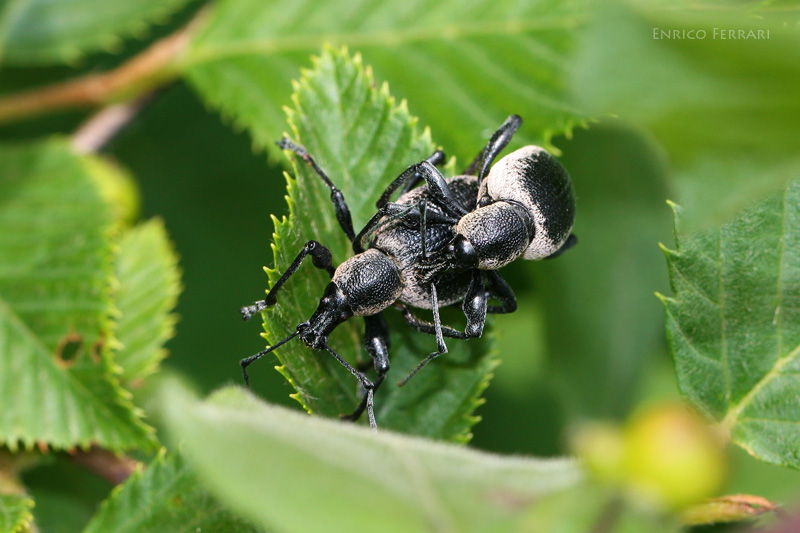 Otiorhynchus sp. in accoppiamento